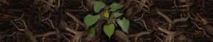 Cohen-Brown-Social-Contributions